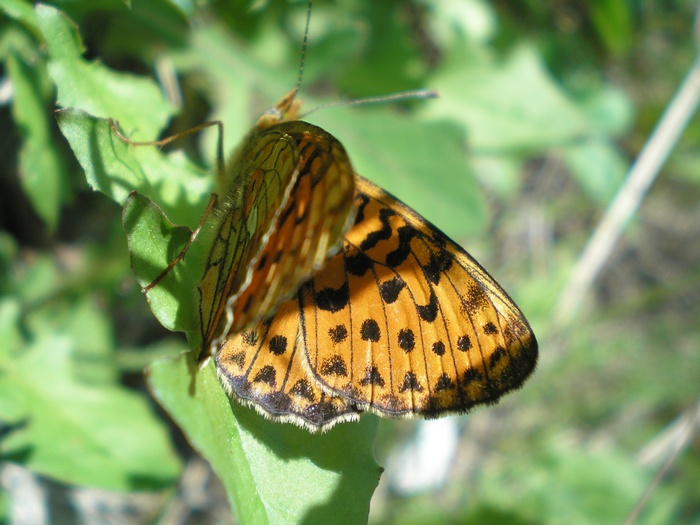 Aiuto per identificazione